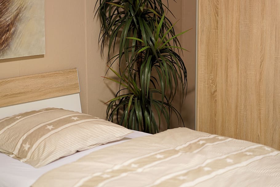 green, leafed, plant, white, bed, hotel, room, bedroom, bed linen, furniture