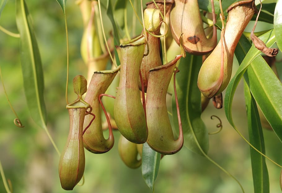 pitcher plant, nepenthaceae, carnivorous plant, pitcher, trap, plant, growth, green color, focus on foreground, food