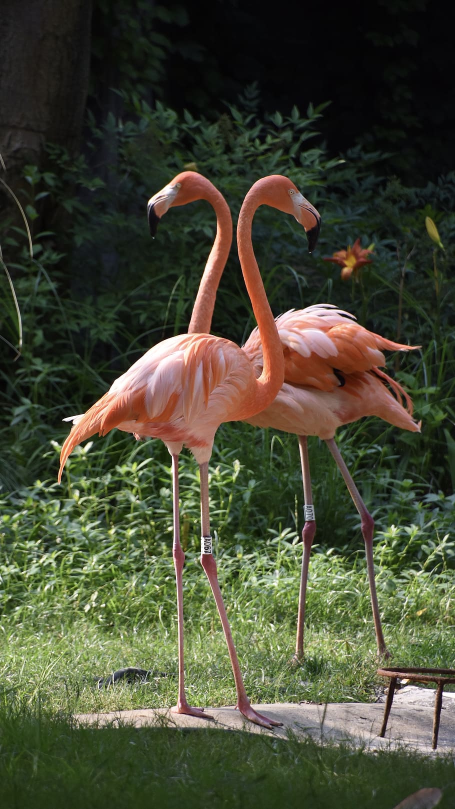 birds, flamingo, red, animal themes, animal wildlife, bird, animal, animals in the wild, vertebrate, group of animals