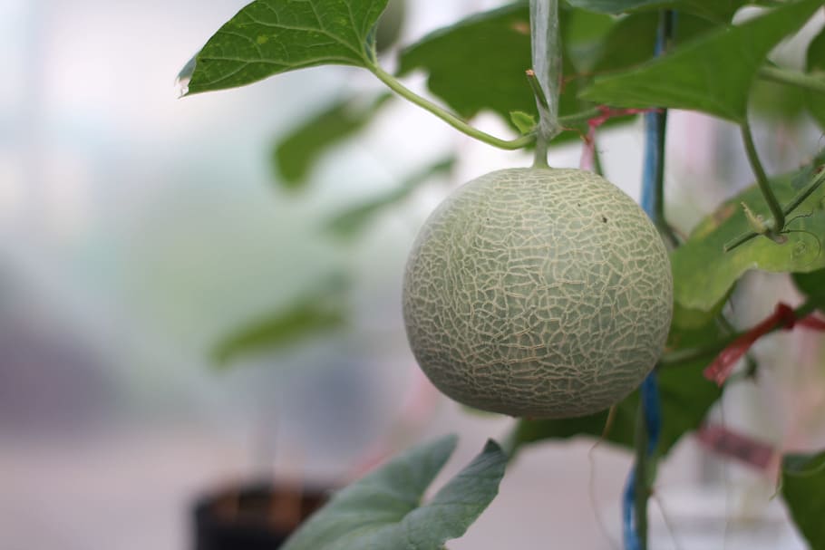 melon, garden, green, leaf, close-up, plant, plant part, tree, focus on foreground, growth