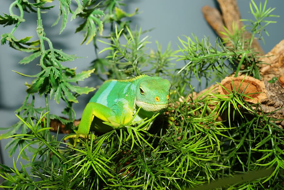 緑 葉植物 爬虫類 フィジーイグアナ トカゲ 自然 イグアナ 動物 1匹の動物 緑色 Pxfuel