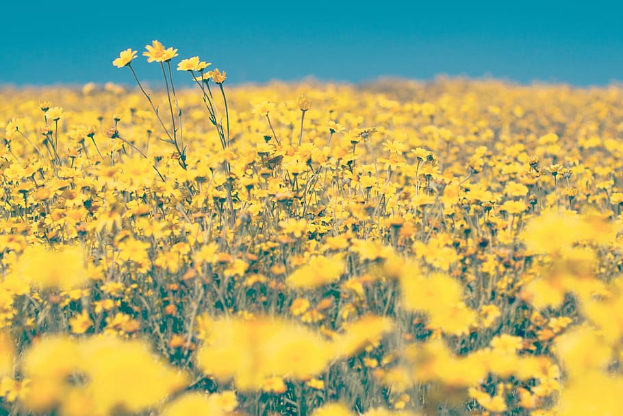 landscape photography, yellow, flowers, farm, yard, field, garden, blue, sky, outdoor