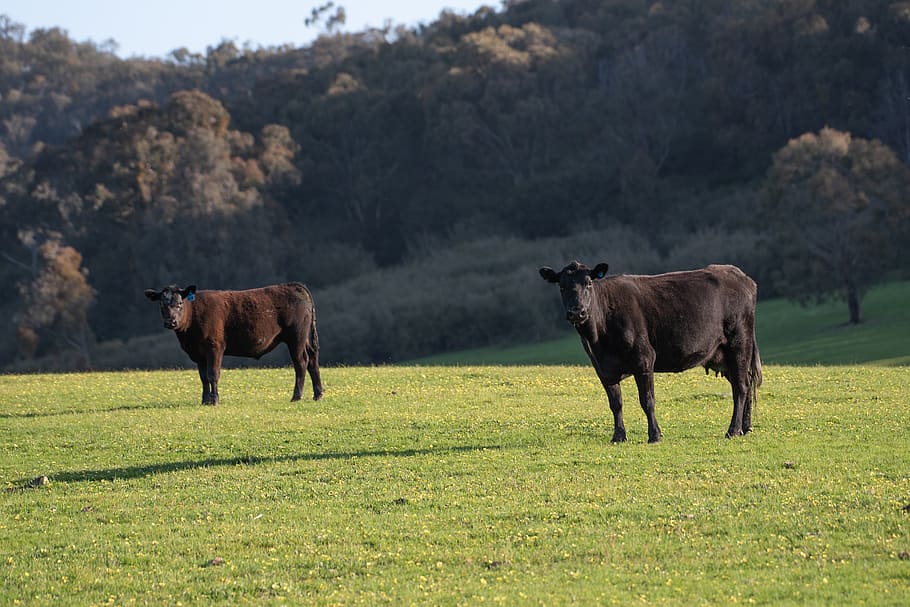 cow, black angus, cattle, livestock, animal, mammal, farm, pasture, beef, grass