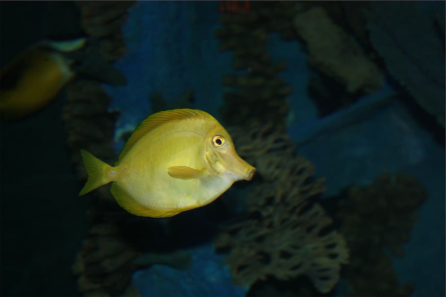 bawah air, foto, kuning, ikan peliharaan, tang, ikan, berenang, tema hewan, air, satu hewan