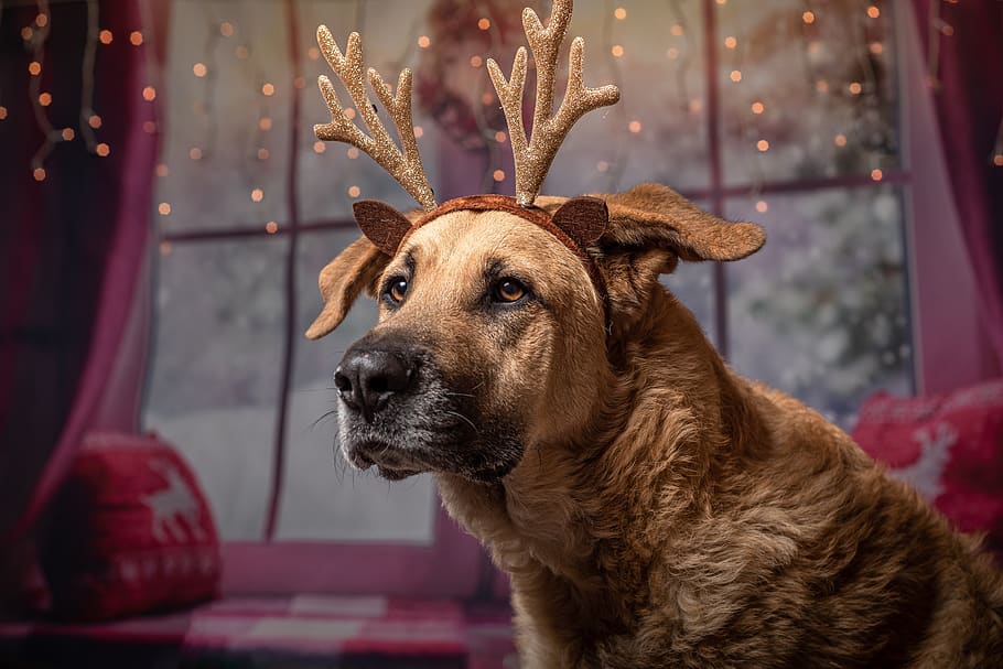 dog, christmas, gifts, pet, funny, reindeer, one animal, mammal, domestic animals, canine