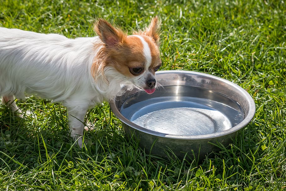 white, brown, dog drinking water, chihuahua, dog, chiwawa, tongue, drink, thirst, water