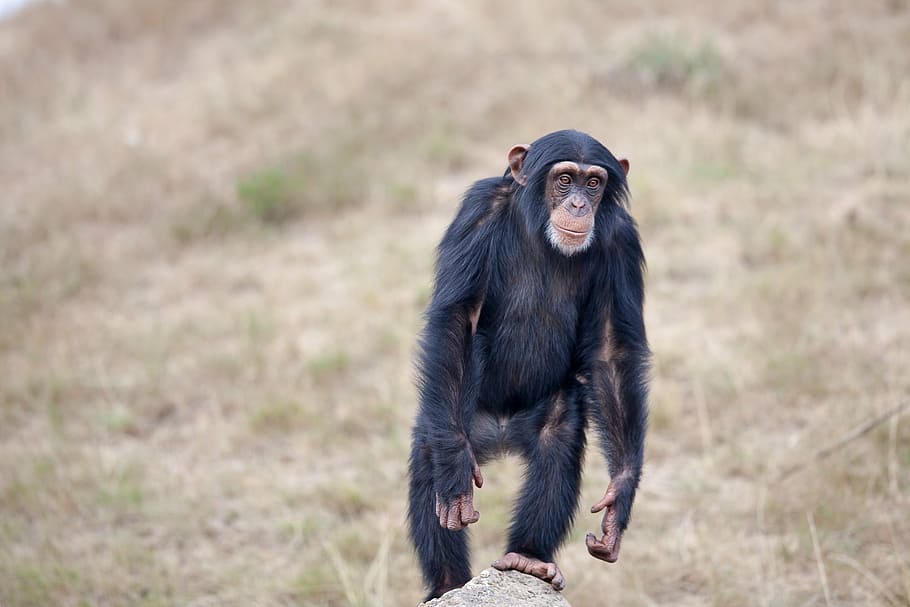 simpanse di atas batu, simpanse, monyet, hewan, kebun binatang, afrika, alam, primata, mamalia, margasatwa