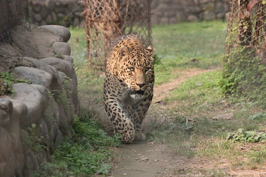 leopardo, cinza, pedra, animal, animais selvagens, selvagem, natureza, safari, África, selva