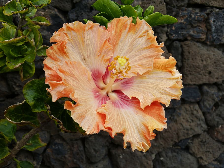 naranja, flor de hibisco, fotografía de primer plano, hibisco, planta, flor, florecer, malvavisco, malva, malváceas