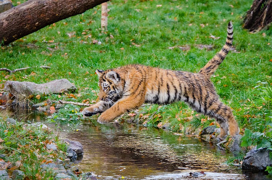 Siberian Tiger, Cub, Jumping, tiger jumping on canal, animal themes, animal, mammal, one animal, animal wildlife, feline