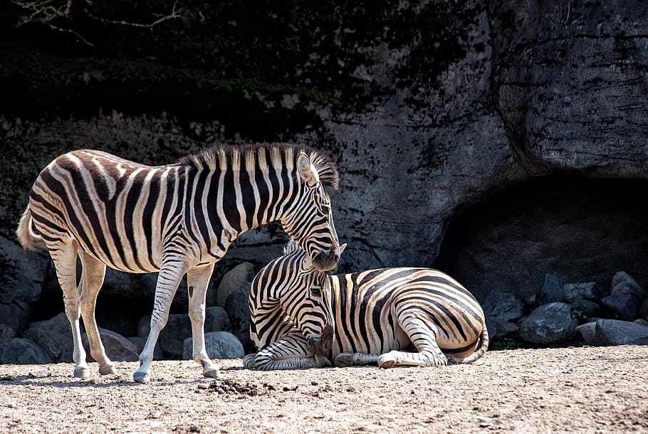 zebra, mammal, animal, animal world, stripes, striped, africa, black and white, zoo, hagenbeck zoo