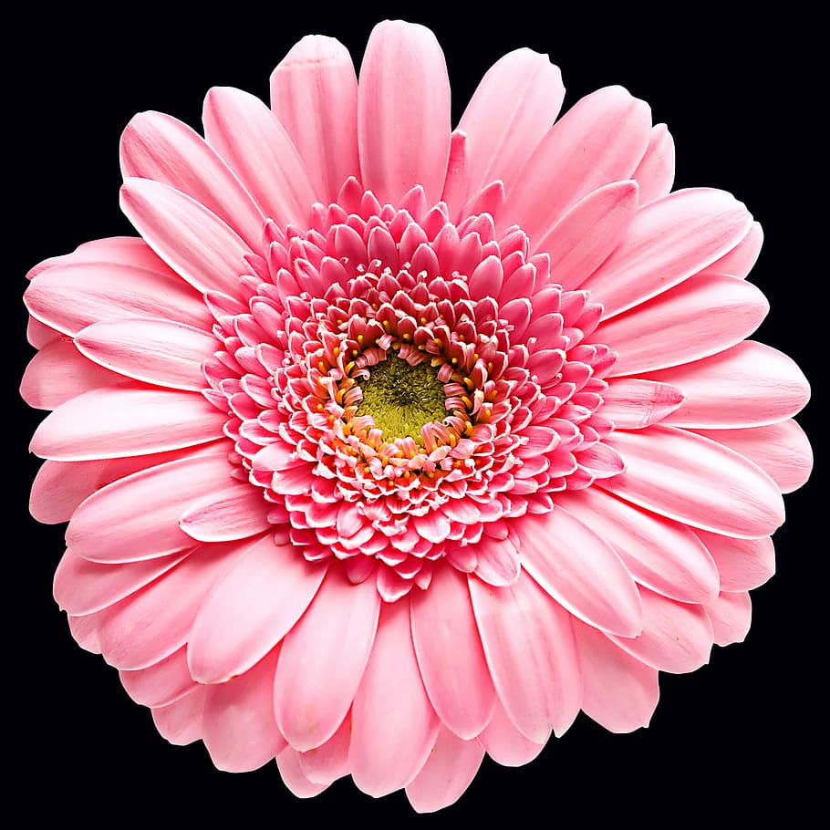 pink, gerbera daisy, mekar, tutup, foto, bunga, daun bunga, tanaman, bunga merah muda, latar belakang hitam