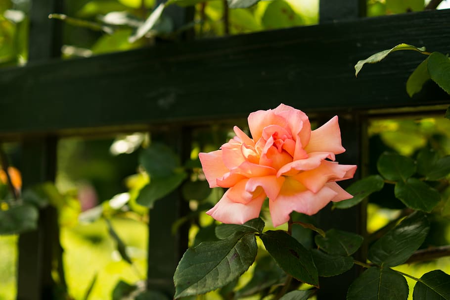 orange, rose, flower, black, fence, pink, nature, beauty in nature, growth, plant