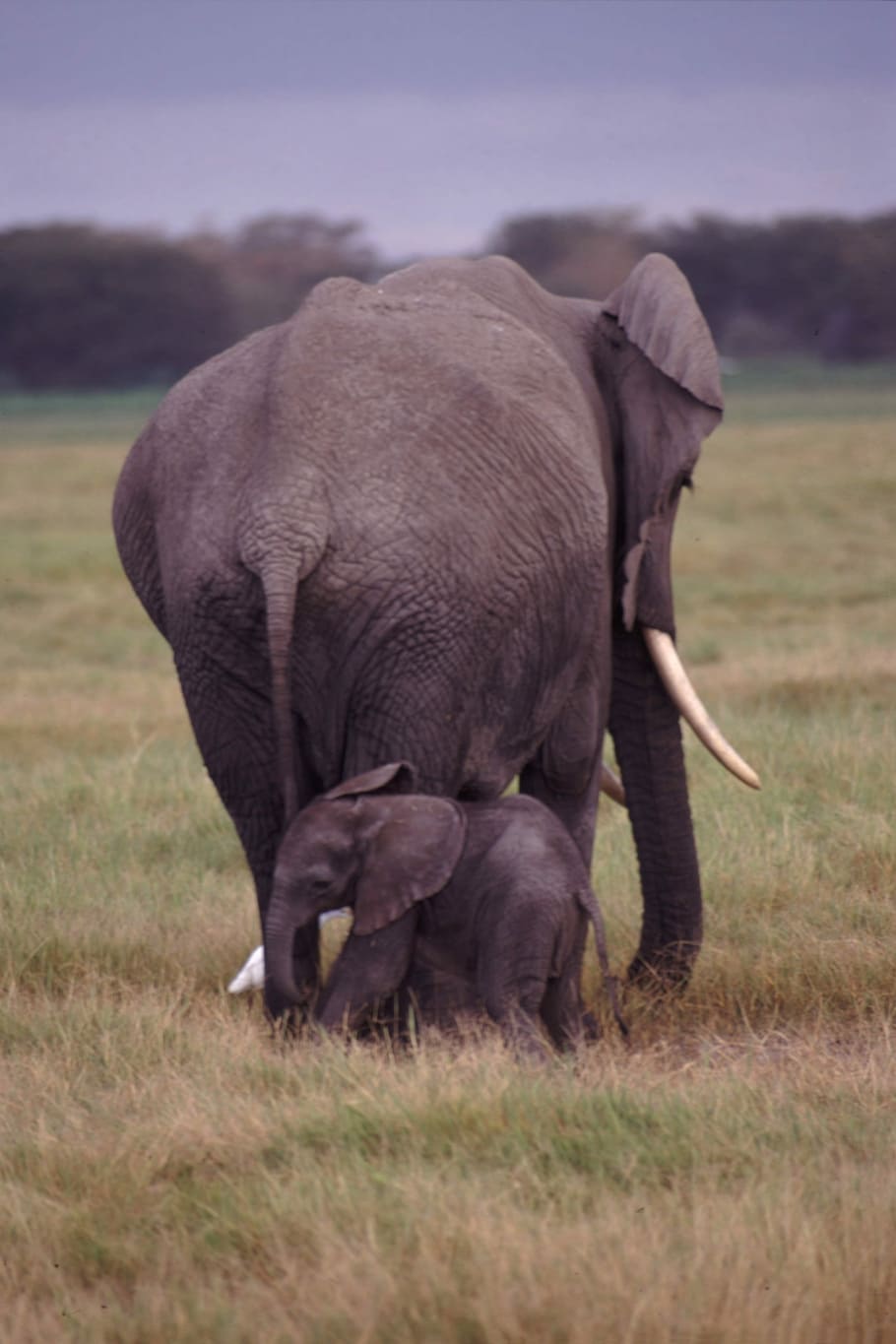 Gajah, Margasatwa, ibu, bayi, alam, afrika, hewan, muda, pachyderm, satwa liar