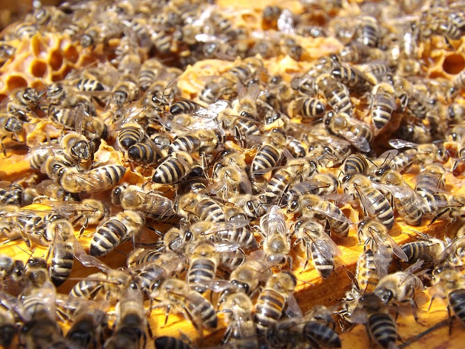 honeybees closeup photo, bees, beehive, beekeeping, honey, busy, honeybees, colony, many, insects