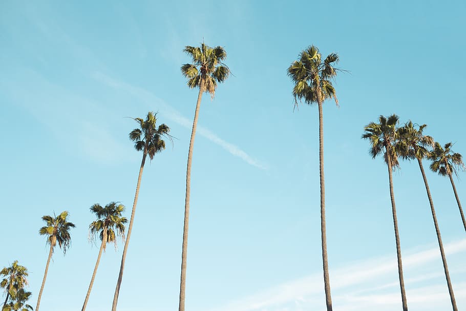 palm trees, blue, sky, sunshine, summer, tropical, vacation, travel, trip, palm tree