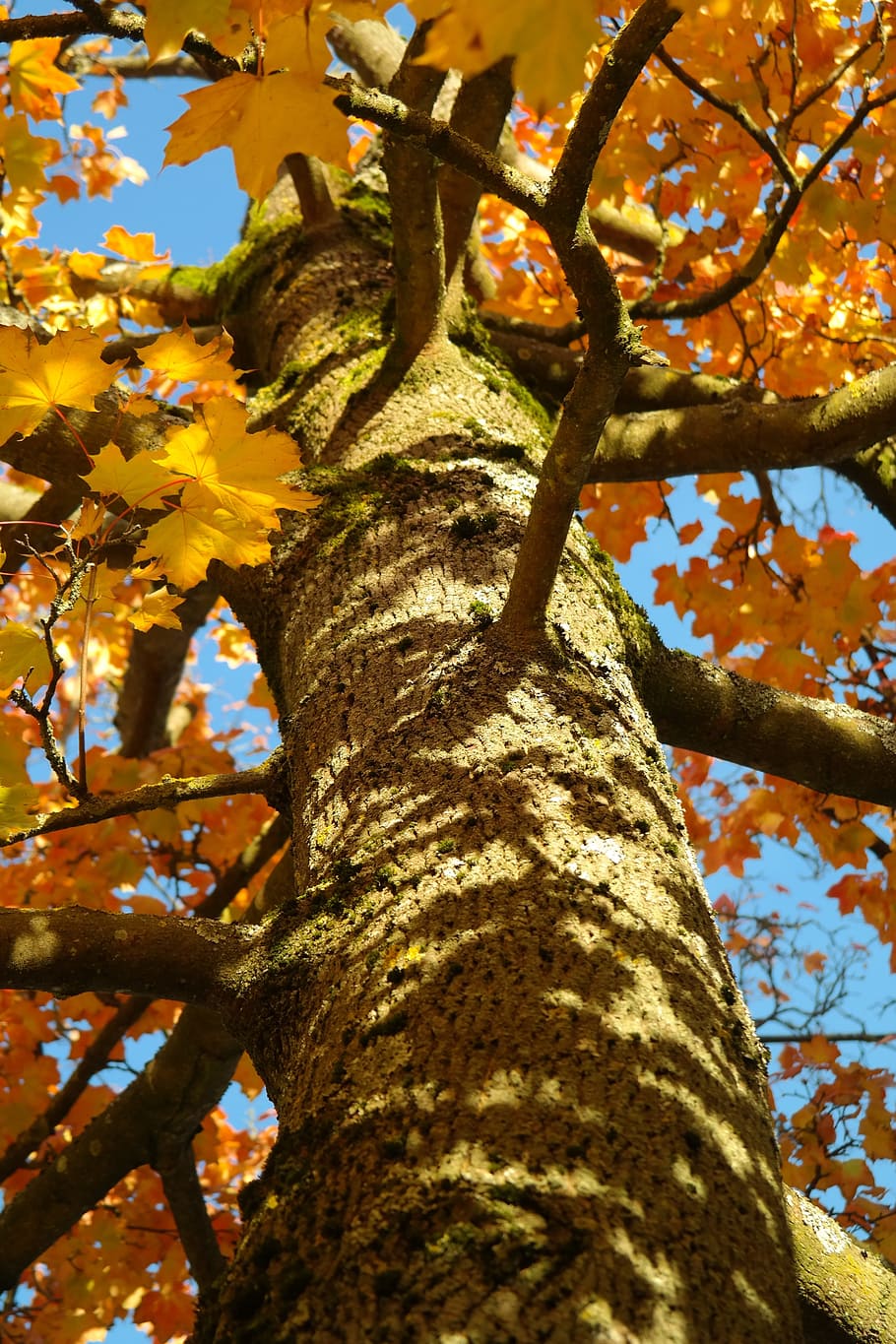 Tree, Log, Maple, Acer Platanoides, yellow, orange, red, aesthetic, branches, upward