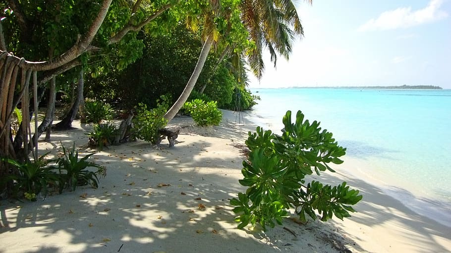 tropical, ilha, praia, férias, exóticas, agua, mar, plantar, árvore, beleza natural
