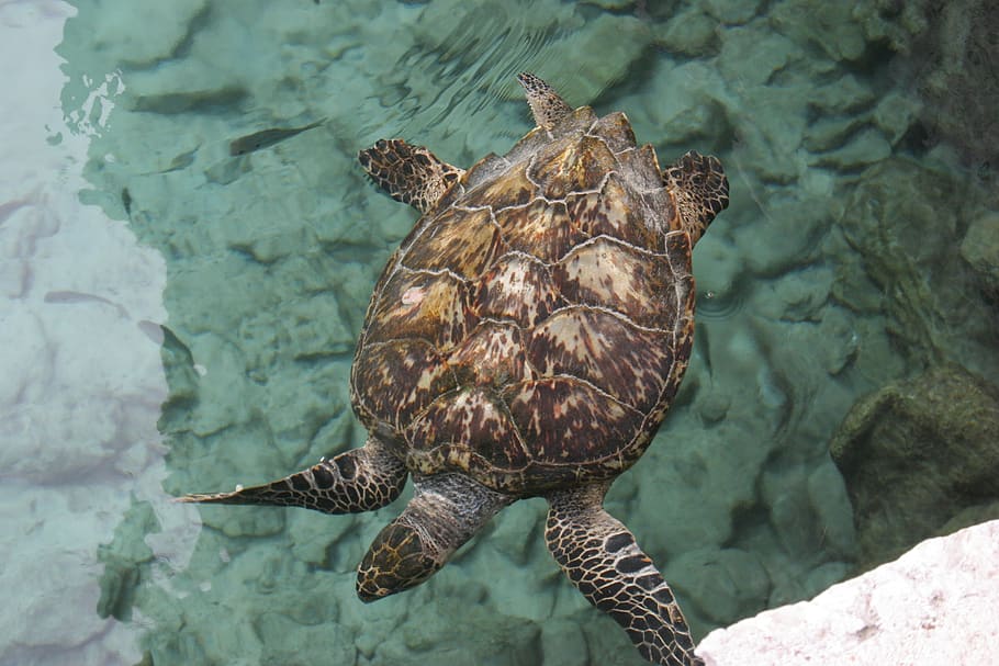 turtle, sea turtle, ocean animal, animal themes, one animal, animal, animal wildlife, animals in the wild, water, sea