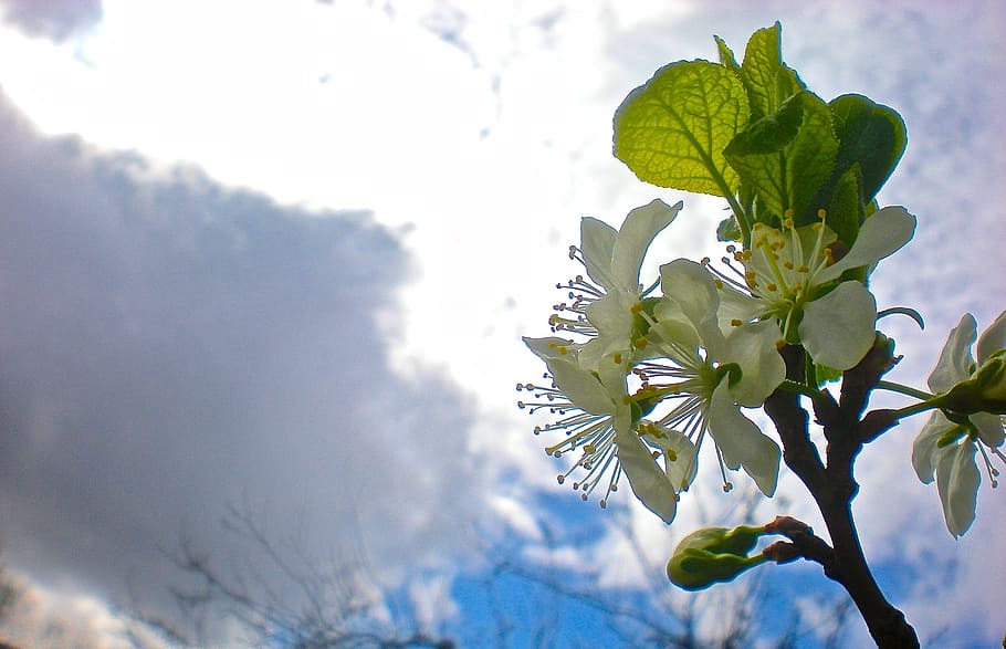 Цветение 2. Orange Blossom Sky. [3d-анимация]Orange Blossom Sky.