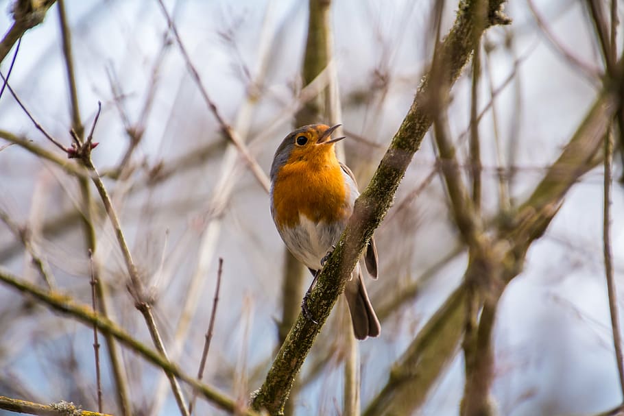 yellow, belly short-beaked bird perching, tree branch, robin, rotbrüstchen, bird, small bird, feather, orange, sitting