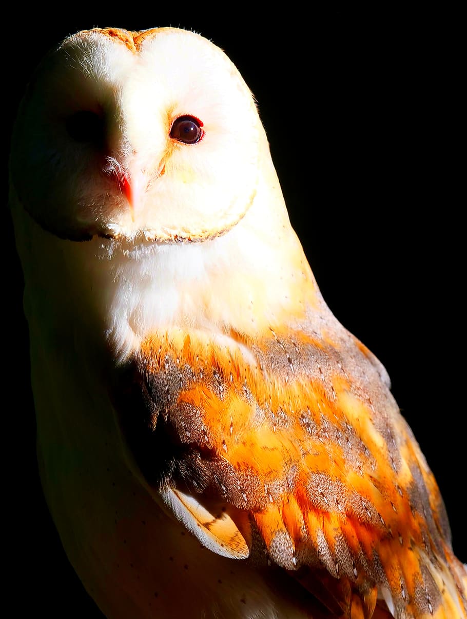 barn owl, owl, bird, plumage, predator, nocturnal, portrait, zoo, nature, raptor