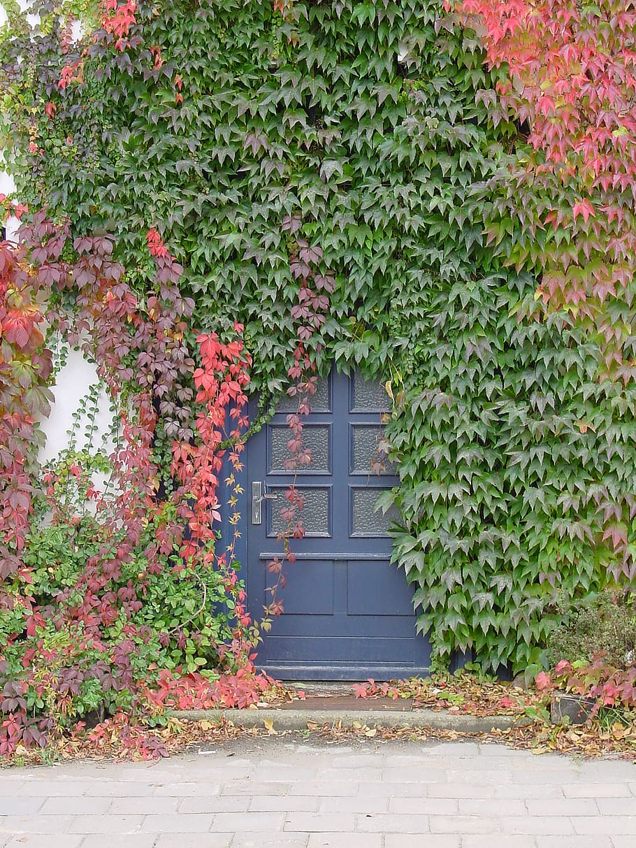 puerta de entrada, descuidado, vid, romántico, planta, crecimiento, arquitectura, hoja, parte de la planta, naturaleza