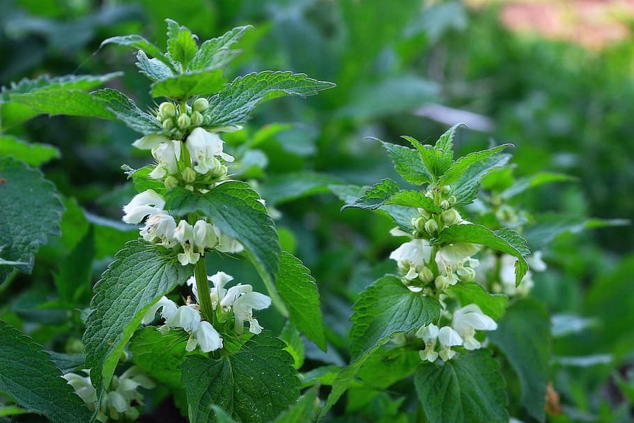 ortiga, hierba, verde, flor, planta, verano, soleado, crecimiento, planta  floreciendo, belleza en la naturaleza | Pxfuel