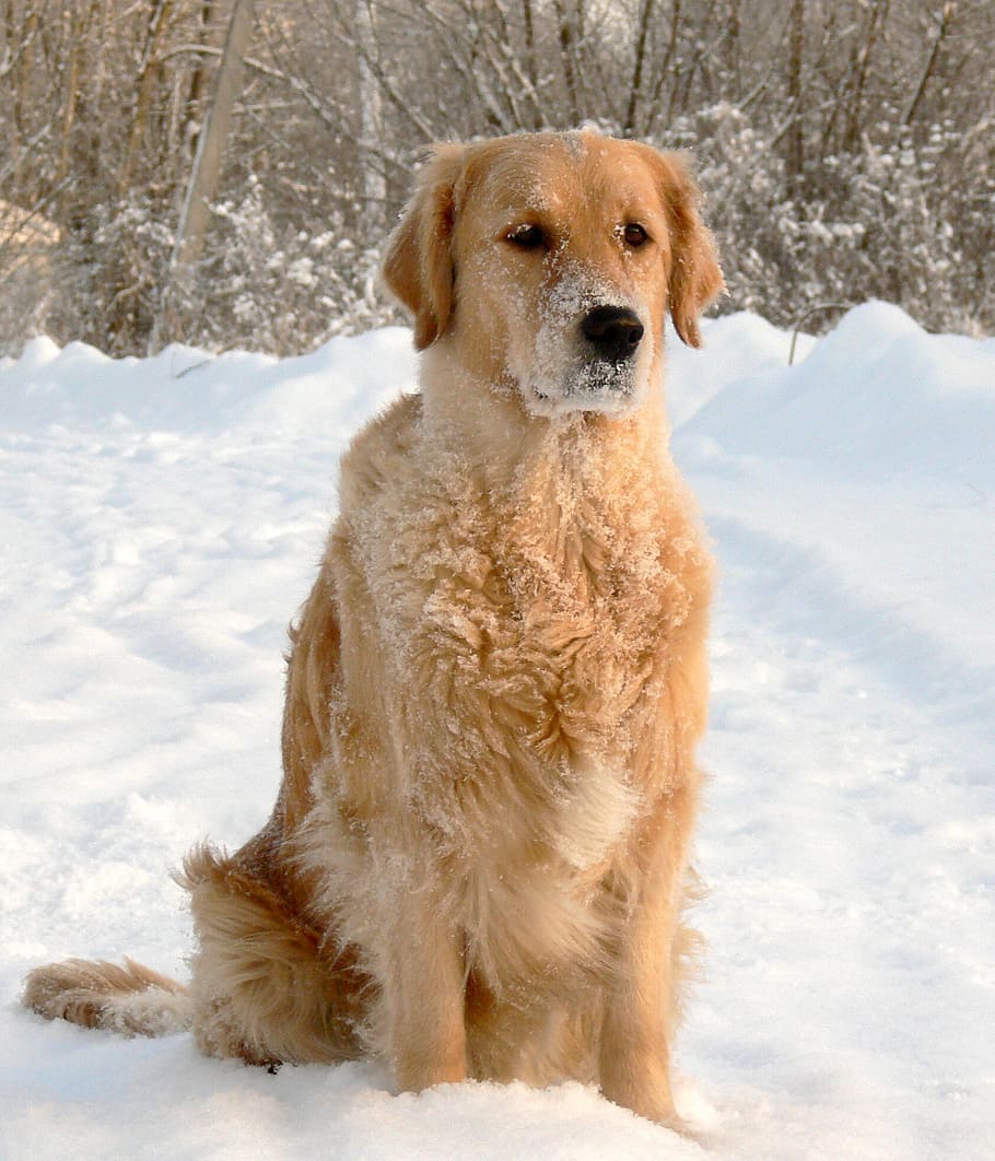 golden, retriever, sitting, snow, dog, golden retriever, portrait, winter, canine, attentive