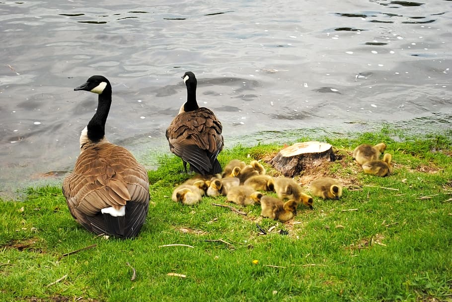 Canadian Goose, goose, canadian, wildlife, geese, canada, baby goose, baby geese, ornithology, fauna