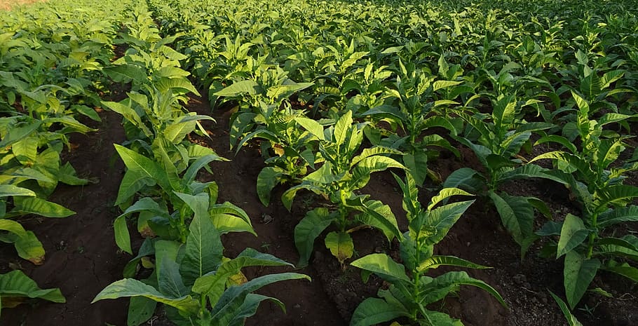 Tobacco, Nicotiana Tabacum, Leaves, nicotiana, solanaceae, nicotine, nightshade, farming, cultivated tobacco, herbaceous