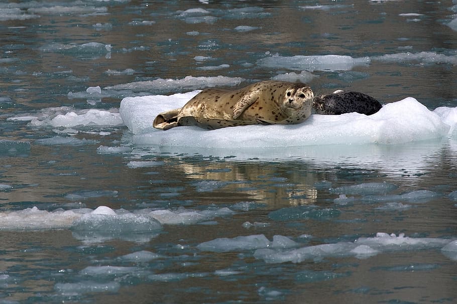 harbor seals, ice, looking, coast, alaska, kenai fjords national park, usa, marine, wildlife, nature