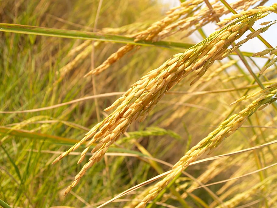foto de close-up, trigo, Agricultura, Ásia, Botânica, outono, cereais, colheita, jantar, seco