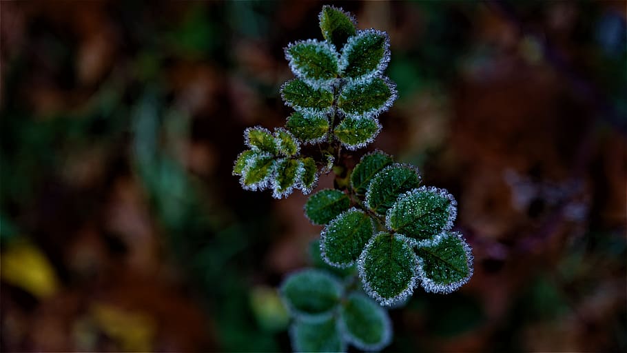 frost weather, december, autumn, cold, dark, wet, background, gloomy, glitter, green-brown-yellow