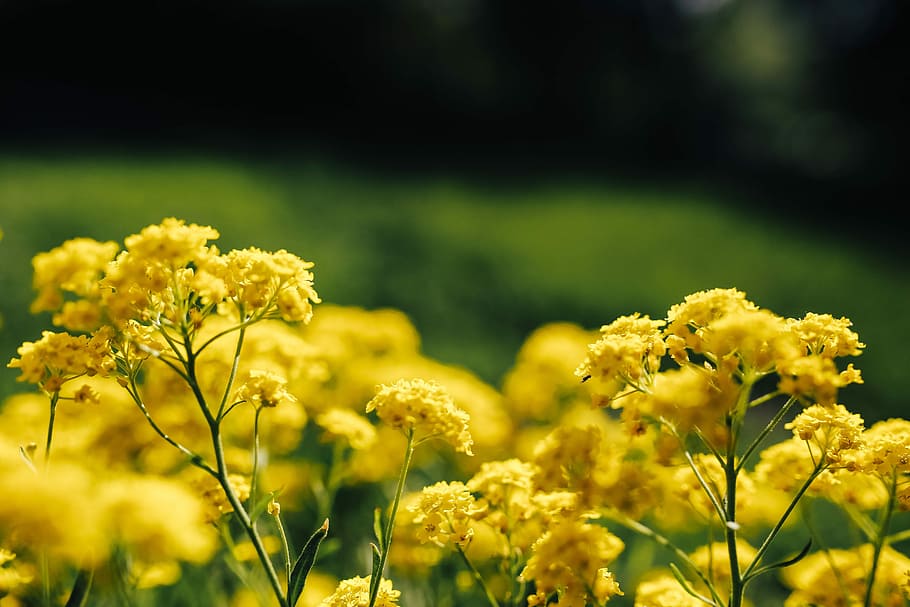 pequeñas flores amarillas, pequeño, amarillo, flores, verano, flora, naturaleza, floración, floreciente, planta