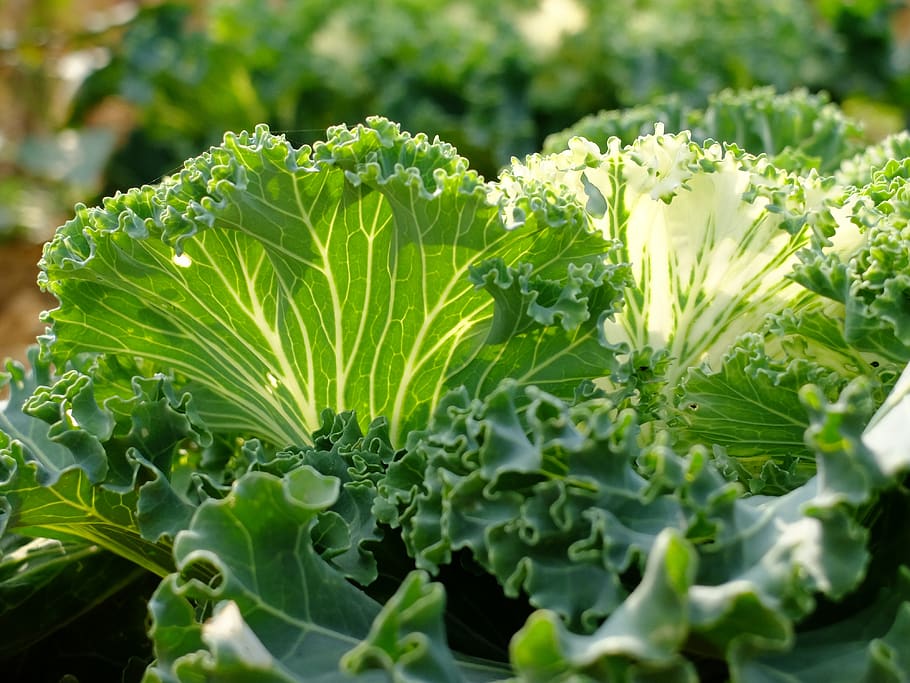collard, kale, garden, veggies, vegan, vegetarian, fresh, nutritious, vegetable, healthy