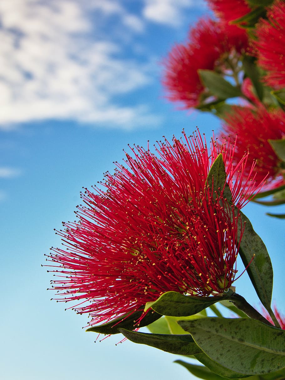 close-up photo, red, petaled flower, shallow, focus, photography, flower, nature, plant, sky