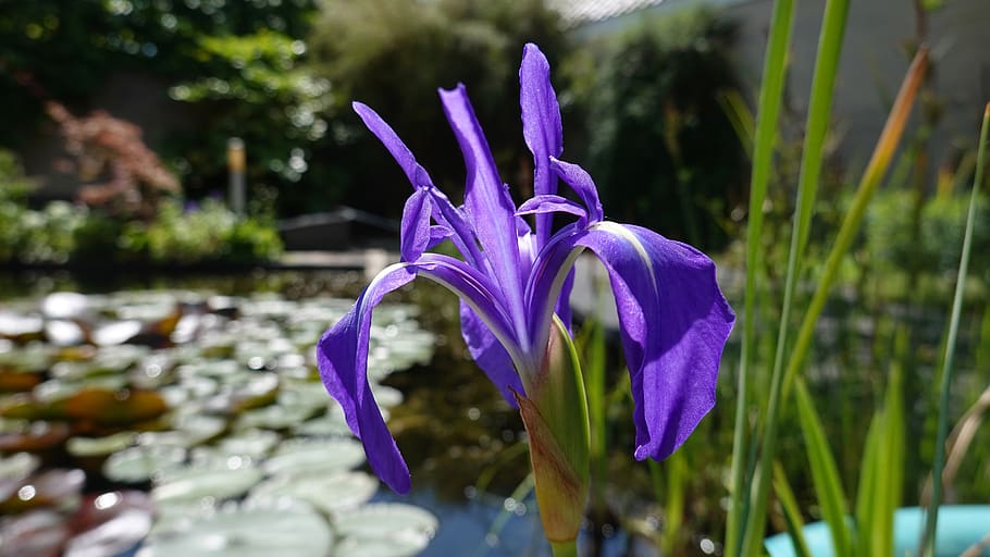 iris, vijverbloem, purple, purple lis, flower, fleur-de-lis, pond plant, flowering plant, plant, vulnerability
