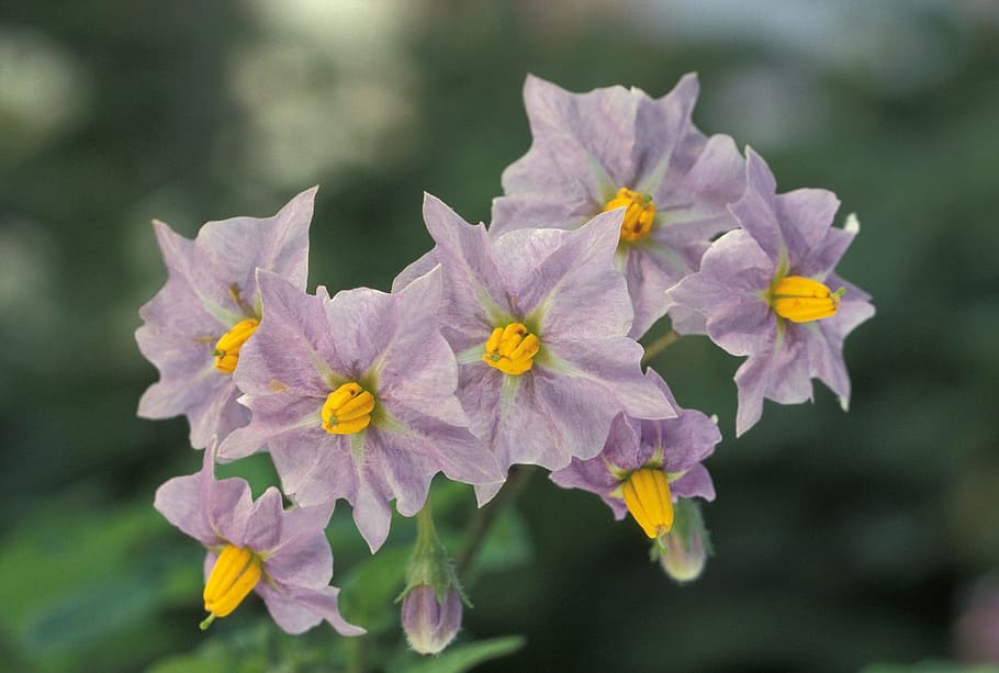 potato flowers, blooming, blooms, purple, blossoms, spring, green, floral, plant, close up