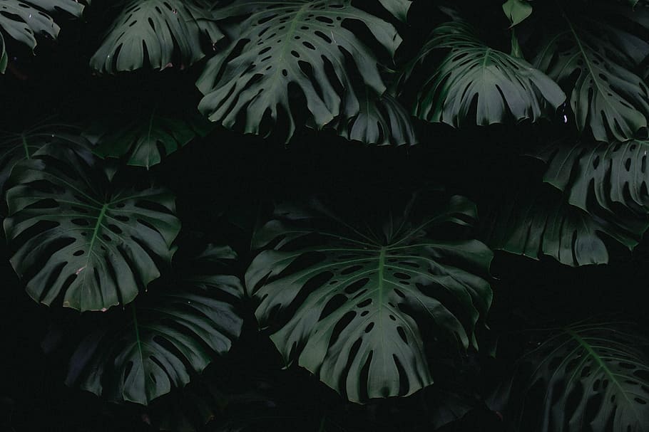 green leaf plants, dark, green, leaf, plant, nature, blur, outdoor, growth, plant part