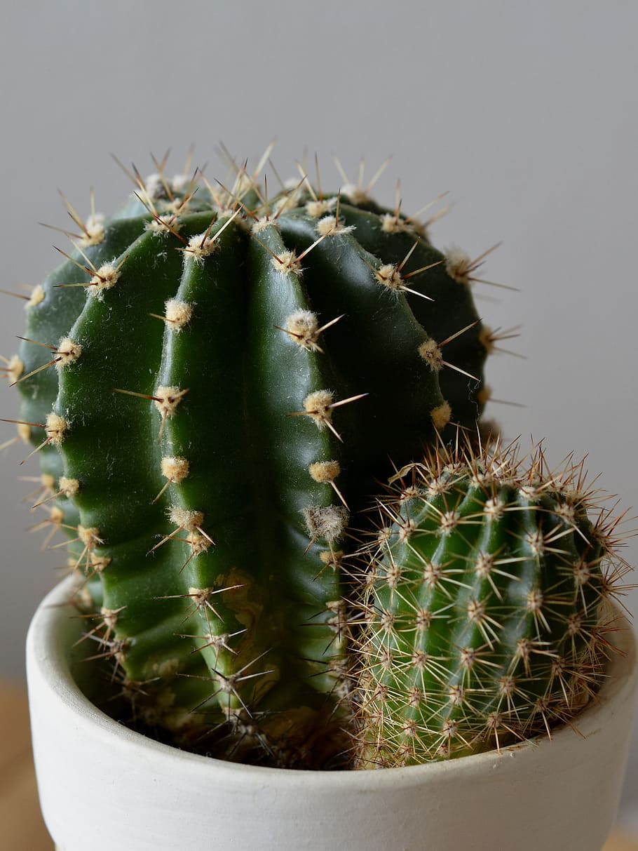 two, green, cacti, cactus, plant, potted plant, spur, thorn, spiked, danger