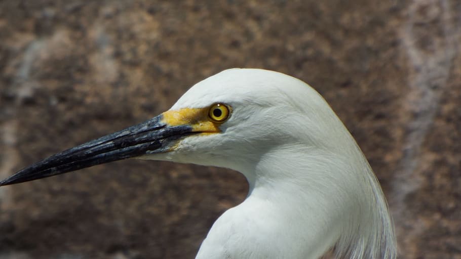 snowy egrets, bird, egret, white, wildlife, wing, animal, beak, water, feather