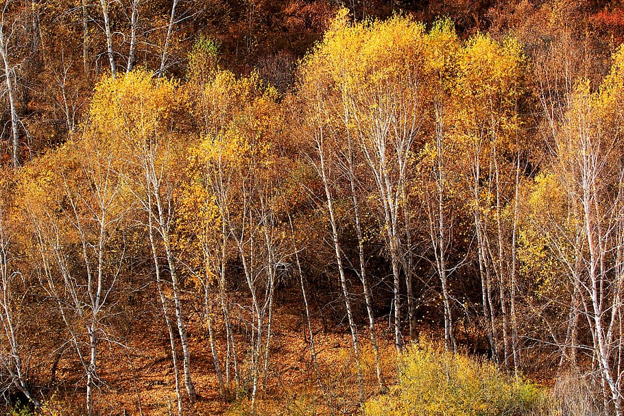 autumn, the scenery, tree, leaf, golden yellow, ye tian, natural, plant, forest, land