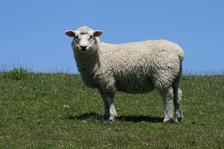 white, sheep, standing, green, grass field, daytime, blue sky, green paddocks, nature, sky