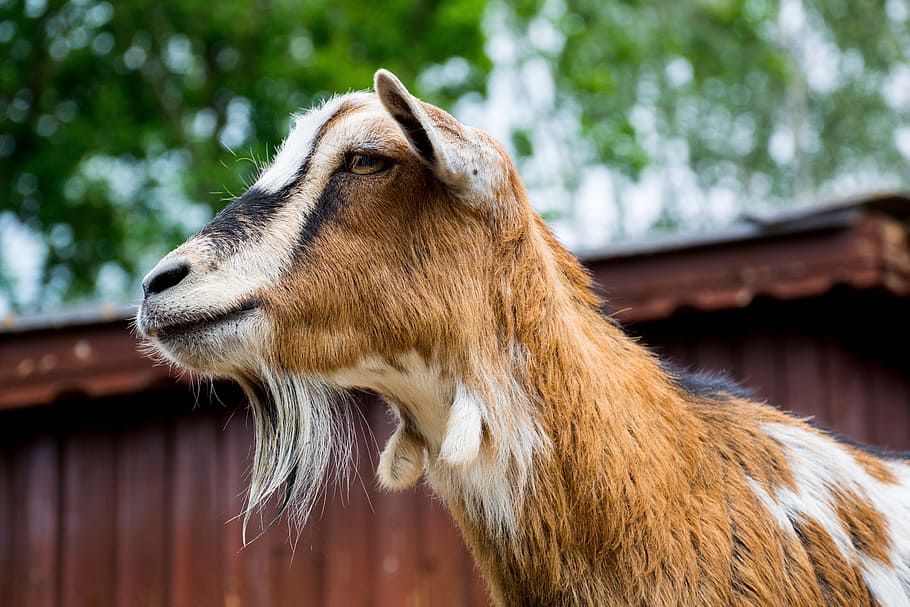 茶色 黒と白 ヤギ 動物園 ふれあい動物園 野生動物の写真 ヤギひげ 自然 かわいい 1匹の動物 Pxfuel