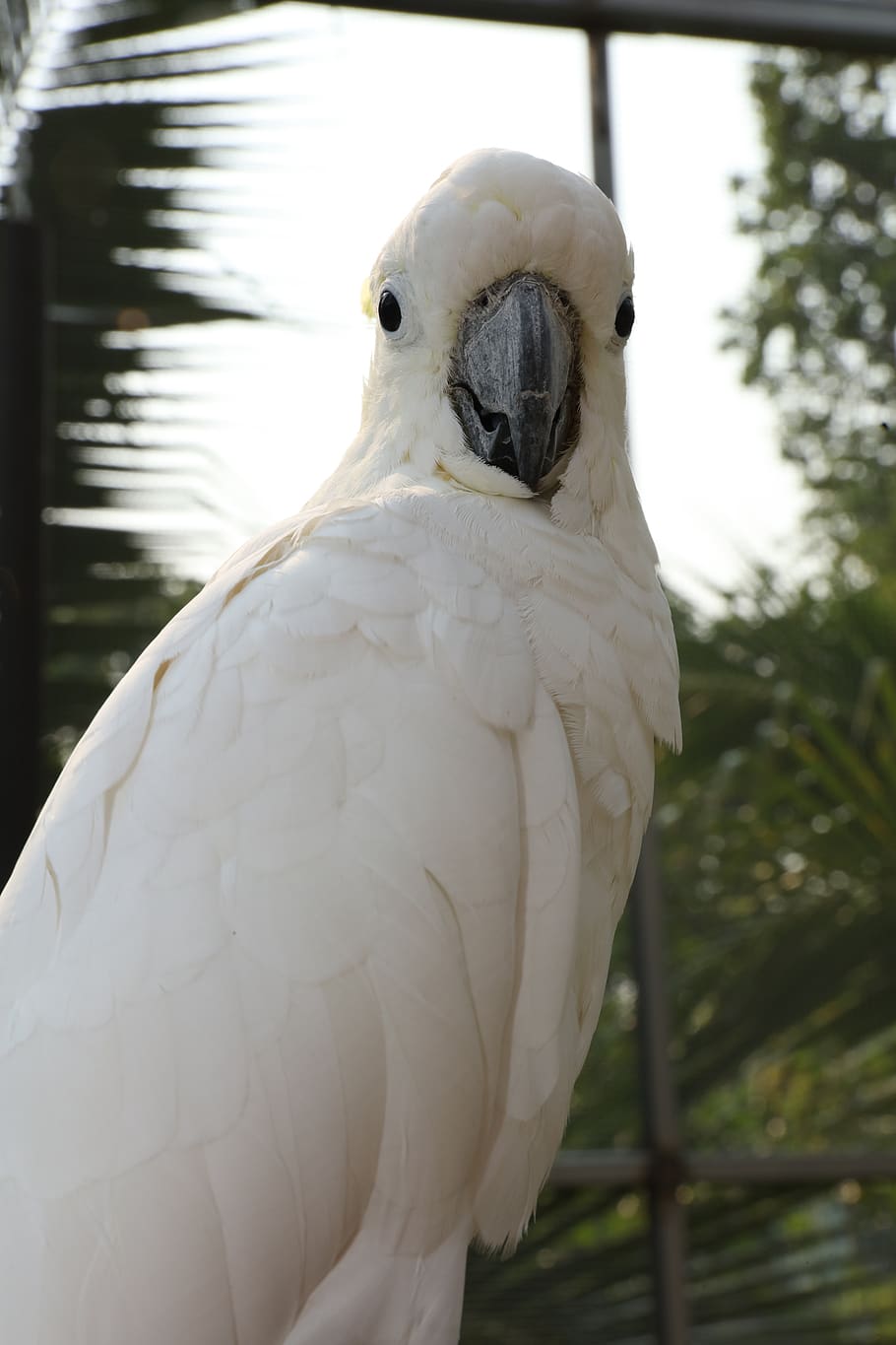 periquitos brancos, papagaios raros, papagaios da América do Sul, lindas araras, papagaios fofos, papéis de parede de periquitos, periquitos, papagaios, periquitos caros, periquitos raros