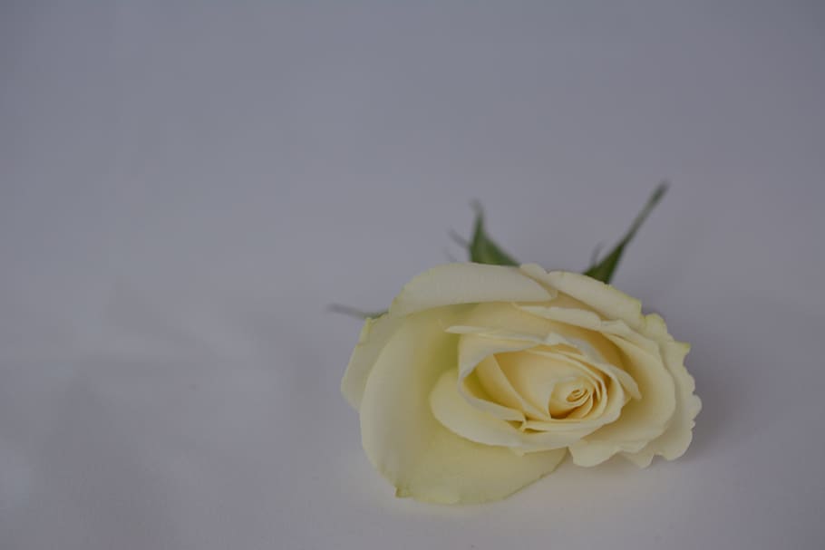 ros, 花, 背景, 白いバラ, 結婚式, 招待状, ローズ, ローズ-花, 植物, 開花植物