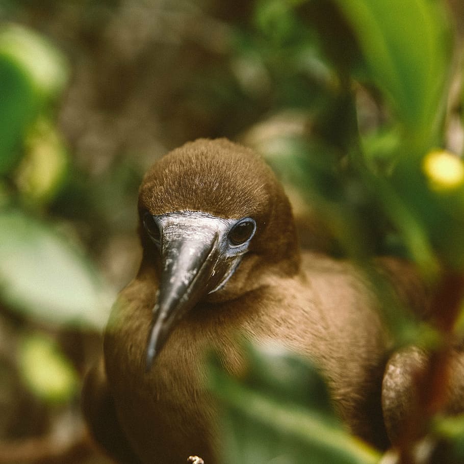 close-up photography, brown, booby, bird, standing, plants, animal, branch, wood, green