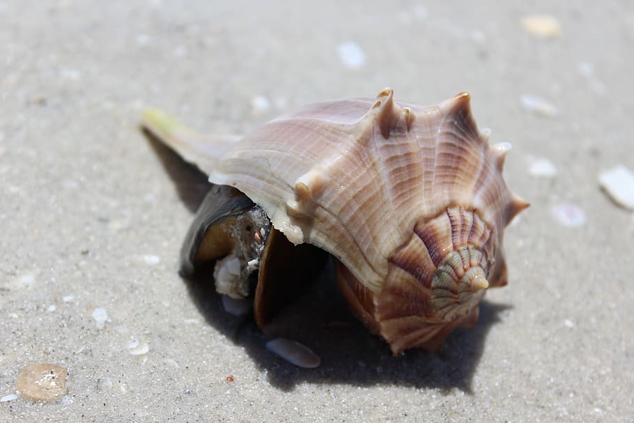 Shell, Beach, Sand, Nature, Seashell, shell, beach, s, summer, stranded, water