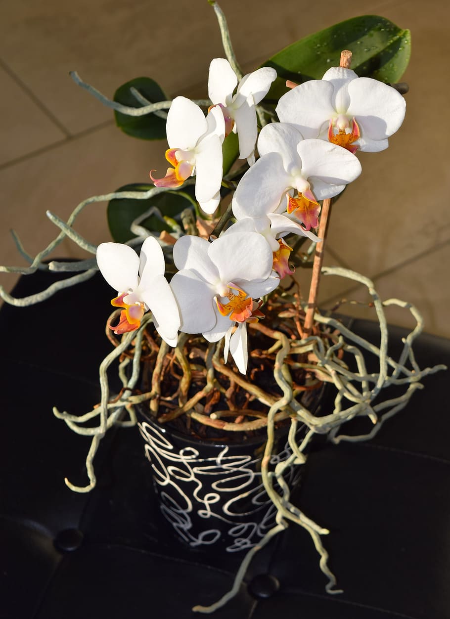 flor, orquídea, maceta, raíz, planta, primer plano, sin gente, planta floreciendo, interior, color blanco